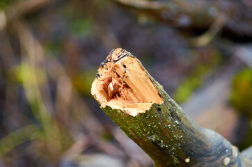 Photo of broken dry willow branch