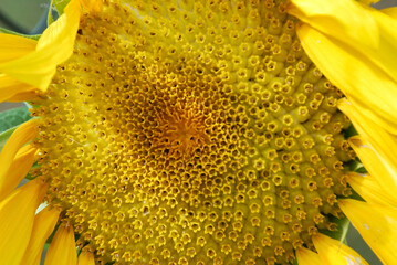 portret żółtego słonecznika © michalsen