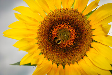 pszczoła zbierająca nektar na słoneczniku