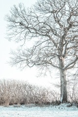 tree, winter, baum, schnee, landleben, countryside, minimalistic, land