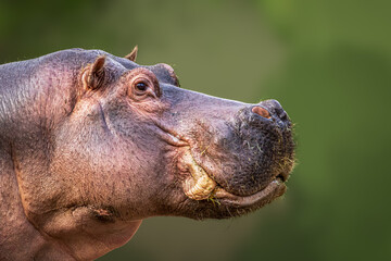 closeup portrait of a hippopotamus side view - obrazy, fototapety, plakaty