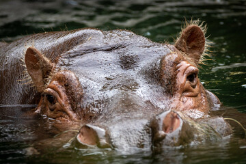 Fototapeta premium closeup of a swimming hippo