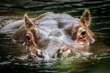 closeup of a swimming hippo with head in water