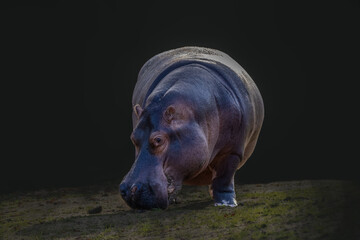 portrait of a standing hippo