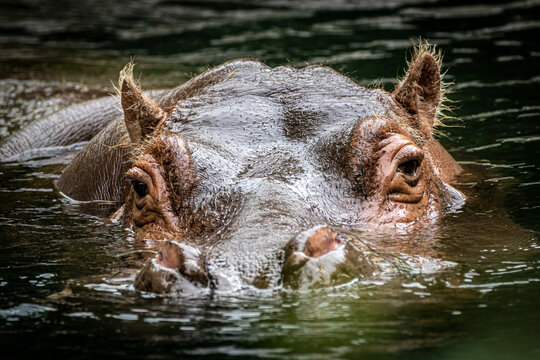 Closeup Of A Swimming Hippo With Head In Water