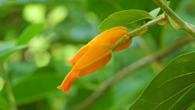 Closeup shot of blooming juanulloa flowers