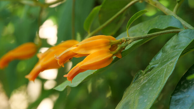 Closeup shot of orange juanulloa aurantiaca flowers