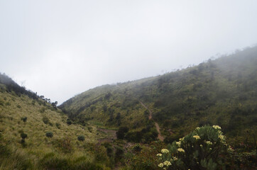 forest in the mountains