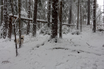 ONSET OF WINTER . WINTEREINBRUCH