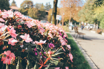 Pink flowers on the street