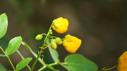 Closeup shot of blooming yellow alexandrian senna flowers