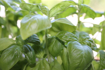 basil, herb, plant, leaf, green, food, fresh, leaves, spice, isolated, ingredient, nature, aromatic, garden, healthy, white, natural, organic, cooking, closeup, italian, herbal, seasoning, growing, ve