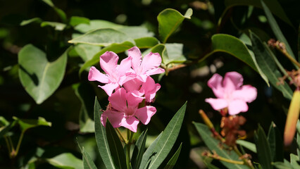 Beautiful selective focus shot of nerium or oleander flower