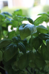 plant, basil, leaf, green, herb, food, nature, fresh, leaves, garden, isolated, vegetable, spice,...