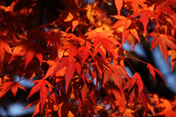 紅葉と日陰