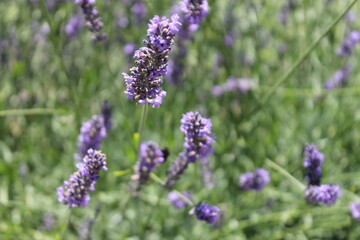 flower, purple, flowers, nature, plant, pink, lavender, garden, heather, spring, blossom, summer, green, flora, floral, violet, blooming, bloom, field, lilac, macro, beauty, bush, herb, closeup