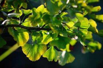 Lush green leaves of ginkgo on a twig.