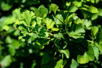 Lush green leaves of ginkgo on a twig.