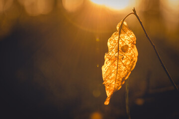 Closeup shot of a dry autumn leaf in a park during sunset in Pola