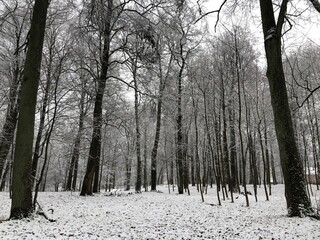 winter forest in the snow
