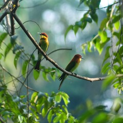 Chestnut-headed Bee-eater