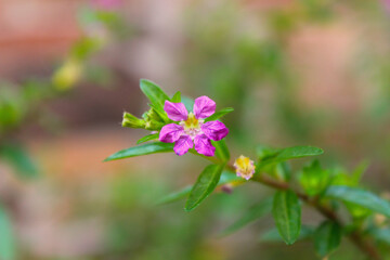 Fototapeta premium Flower of the cuphea plant