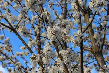
White flowers blooming on pear tree in spring garden