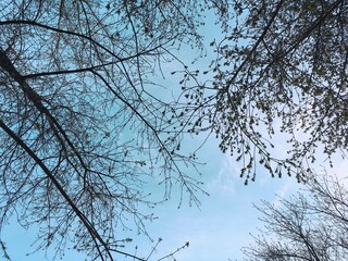 branches against sky