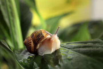 Common garden snail crawling on wet leaf, closeup