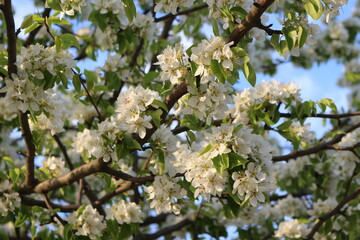 
White flowers blooming on pear tree in spring garden