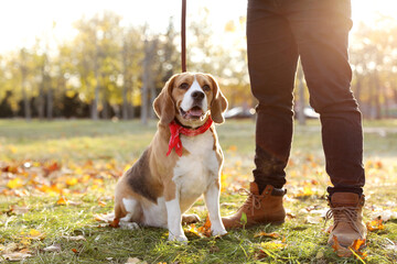 Man walking his cute Beagle dog in autumn park, closeup