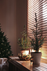 Beautiful room interior decorated with potted firs