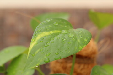 Epipremnum Pinnatum; 
houseplant; Poto