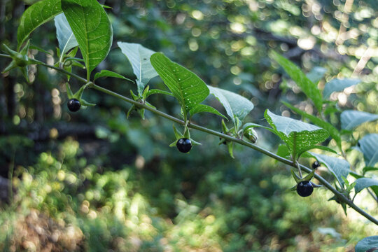 Atropa Belladona fruit in the forests in Velebit national park.
