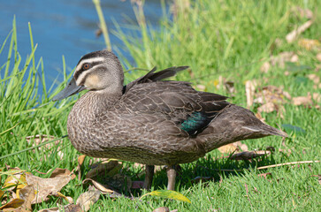 duck in the summer