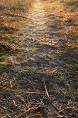 冬の夜明けの野原