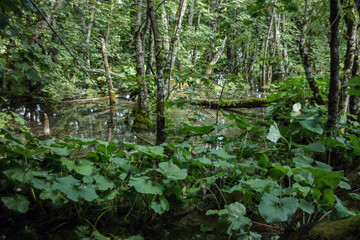 Wild bushes in Plitvice national park.