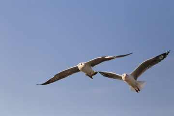 Seagull flying on the blue sky. Couple bird on the sky.