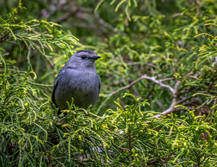 A watchful catbird sits in an evergreen tree