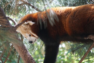 red panda in a  tree