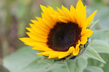 sunflower, flower, nature, summer, yellow, sun, plant, field, agriculture, green, flowers, blossom, garden, bloom, sunflowers, flora, leaf, beauty, bright, beautiful, petal, color, seed, growth, flora