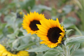 sunflower, flower, nature, summer, yellow, sun, plant, field, agriculture, green, flowers, blossom, garden, bloom, sunflowers, flora, leaf, beauty, bright, beautiful, petal, color, seed, growth, flora