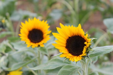 sunflower, flower, nature, summer, yellow, sun, plant, field, agriculture, green, flowers, blossom, garden, bloom, sunflowers, flora, leaf, beauty, bright, beautiful, petal, color, seed, growth, flora