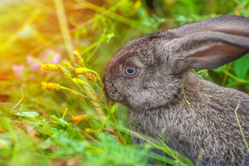 A small bunny eats grass. Portrait of a fluffy and charming pet for a calendar or postcard. Close up