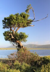 Beautiful landscape with a lake in Knysna, South Africa, with an interesting, bonsailike tree