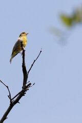 Bright greenfinch sits on a branch in the park against the blue sky. Urban green and yellow warbler in nature habitat.