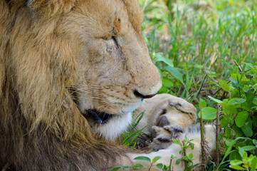 Der nachdenkliche Löwe