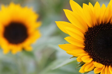 Obraz premium sunflower, flower, nature, summer, yellow, sun, plant, field, agriculture, green, flowers, blossom, garden, bloom, sunflowers, flora, leaf, beauty, bright, beautiful, petal, color, seed, growth, flora