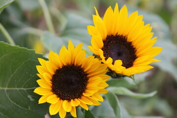 sunflower, flower, nature, summer, yellow, sun, plant, field, agriculture, green, flowers, blossom, garden, bloom, sunflowers, flora, leaf, beauty, bright, beautiful, petal, color, seed, growth, flora