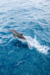 Fototapeta premium Beautiful 5-star resort in the Indian ocean